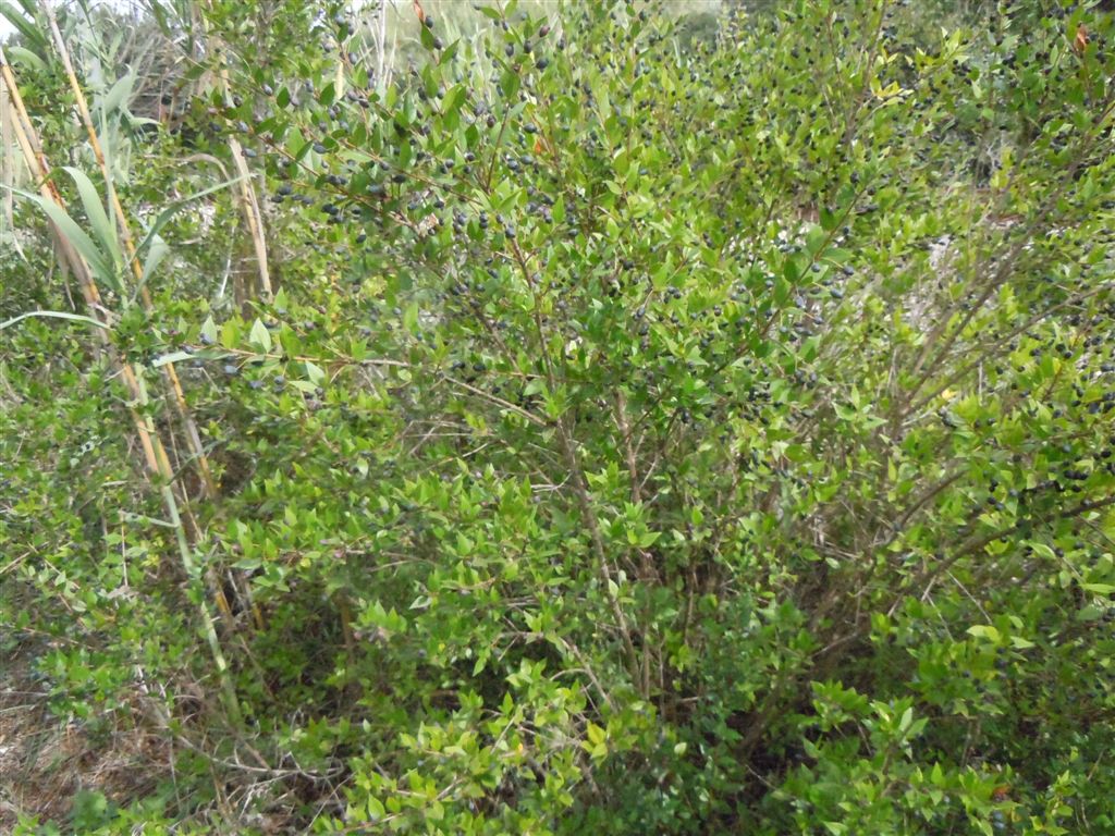 Myrtus communis